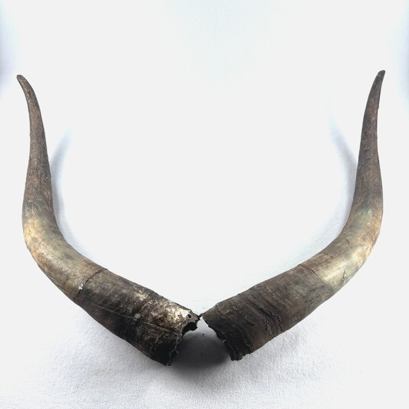 Longhorn Bull Horns Taxidermy Scrimshaw Decor Western Cowboy‎ Rustic VTG